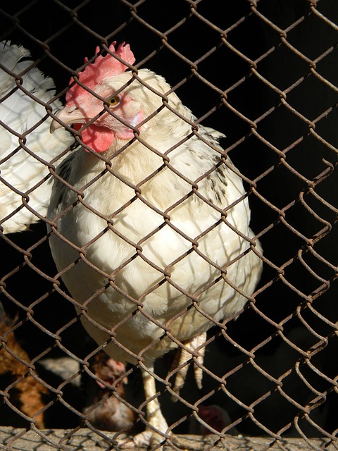 [亚冬会]越野滑雪场地已经准备就绪 期待比赛开幕.